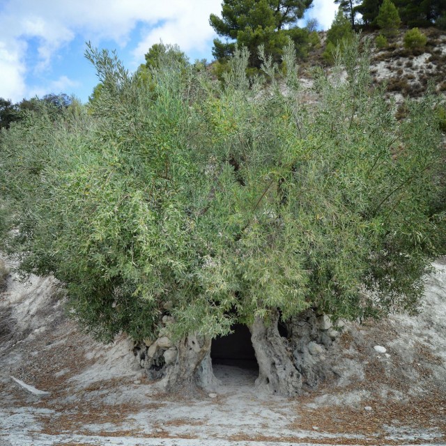 L'olivera mil·lenària